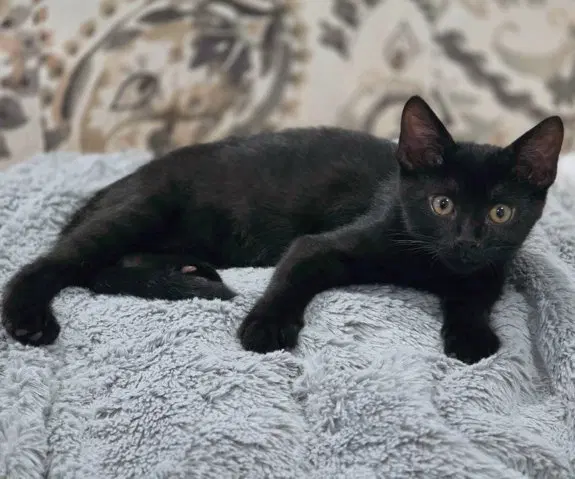 Panther, photo 5