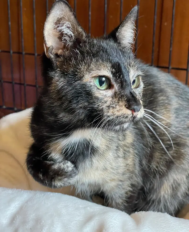 Pumpkin Cake, an adult female Tortoiseshell cat up for adoption