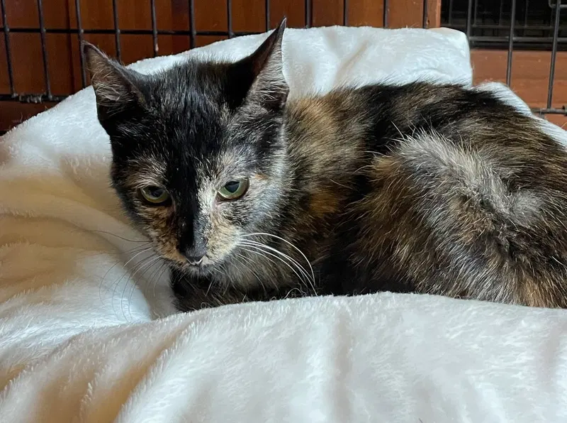 Pumpkin Cake, photo 4