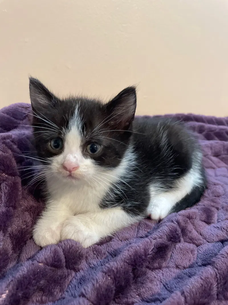 Vincent, a male kitten up for adoption