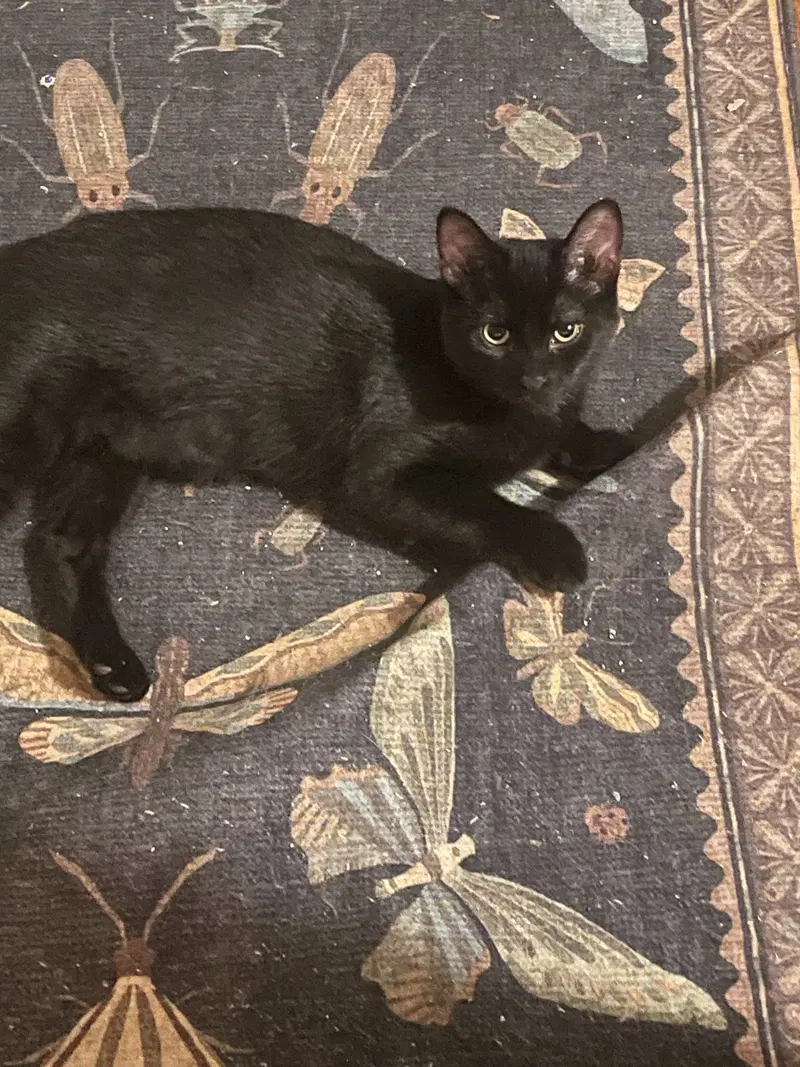 Eliza, photo 3
