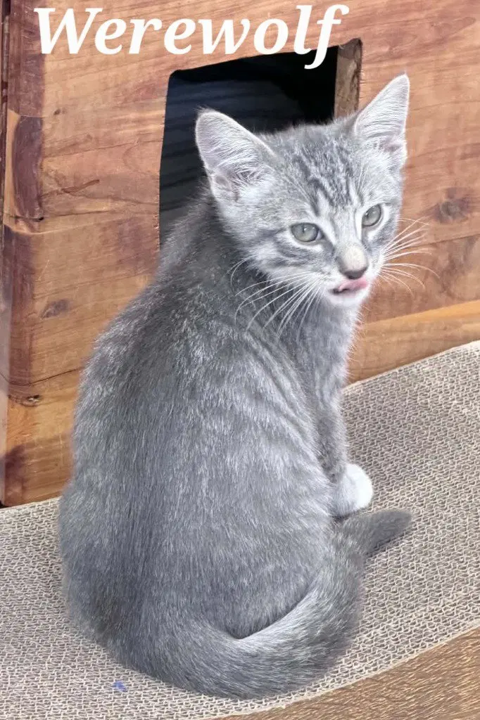 Werewolf, a male kitten up for adoption