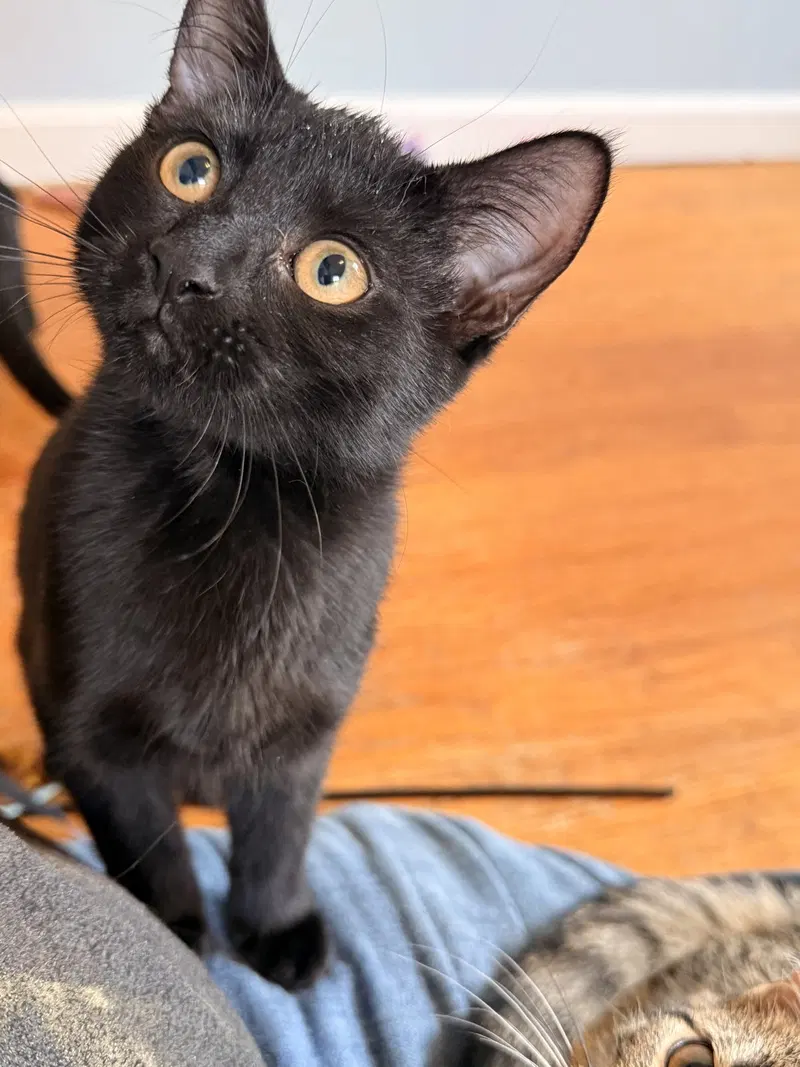Dos, a female kitten up for adoption
