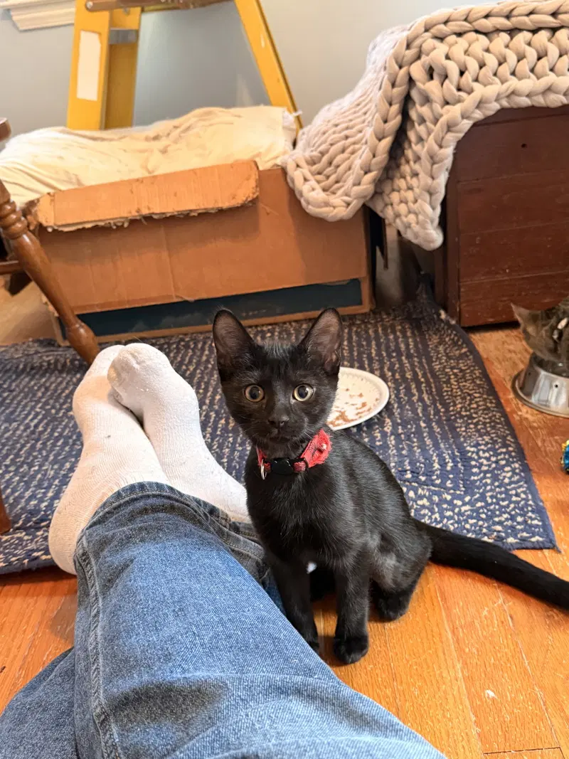 Tres, a female kitten up for adoption
