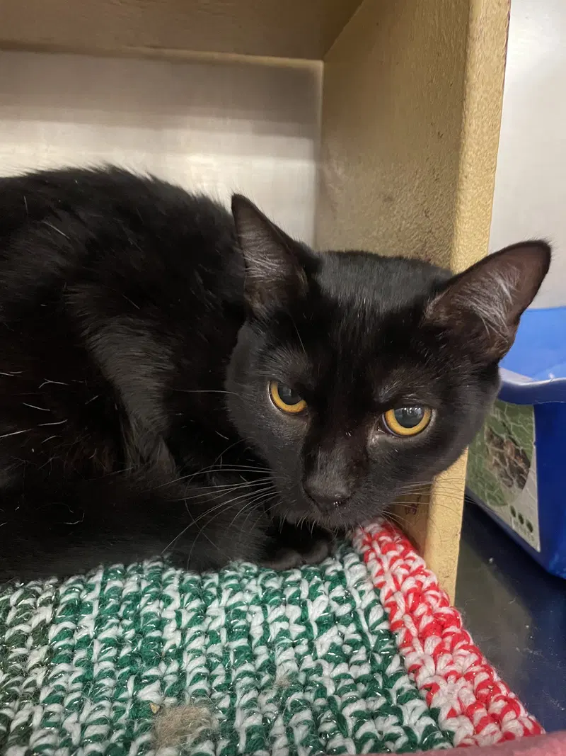 Crumpet, a female kitten up for adoption