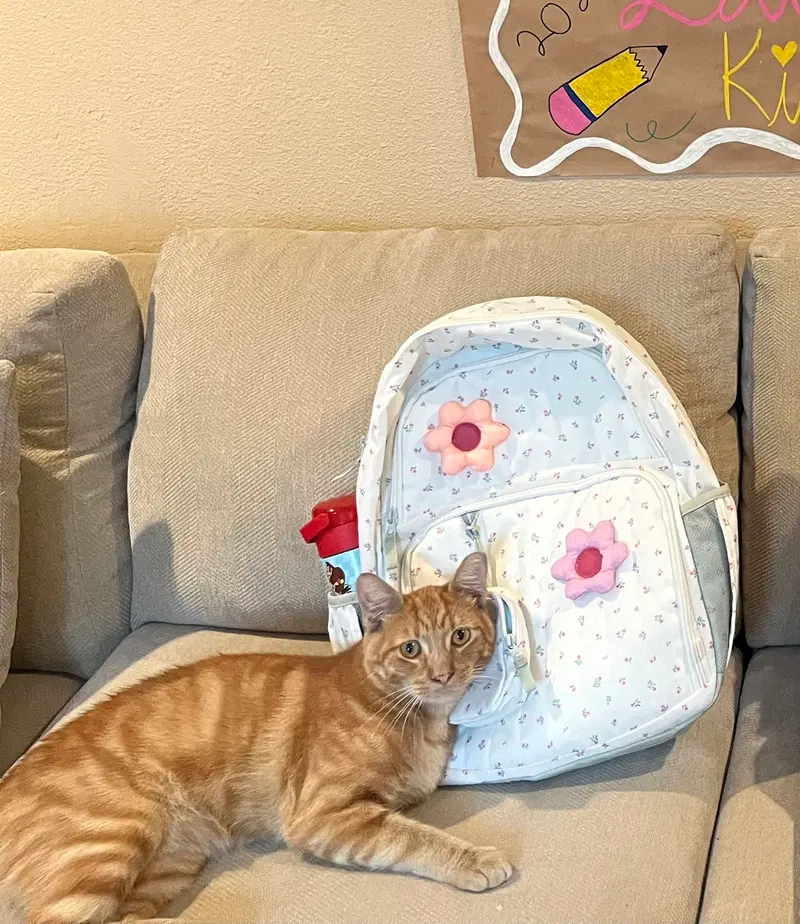 Pumpkin & Cheesy, adult cats up for adoption