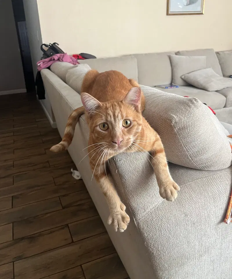 Pumpkin & Cheesy, photo 6