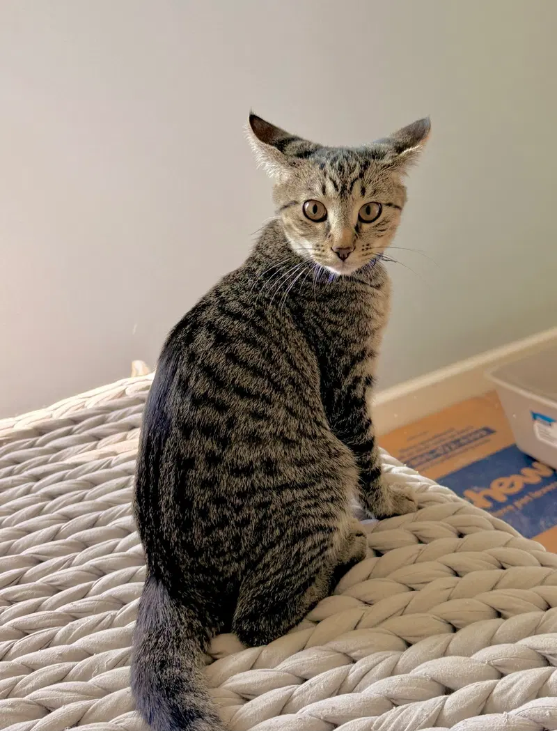 Quatro, a male kitten up for adoption