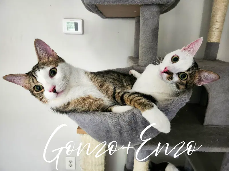 Gonzo and Enzo, young male cats up for adoption