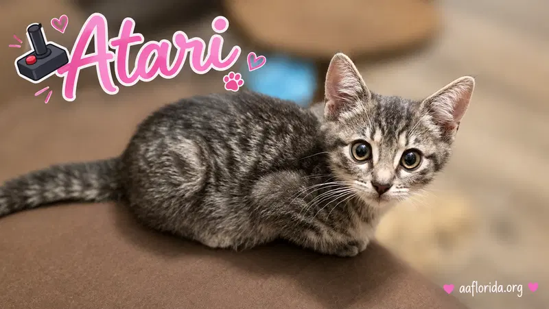 Atari, photo 3