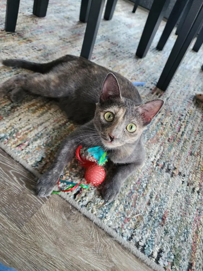 Karol, an adult female Dilute Tortoiseshell cat up for adoption