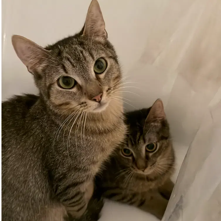 Banza & Rummo, young male cats up for adoption