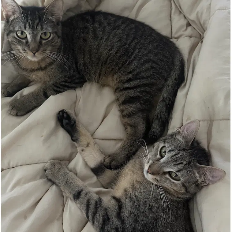 Banza & Rummo, photo 2