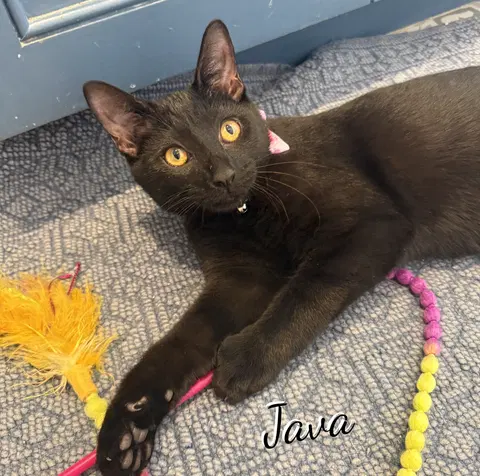 Watch the video of Java