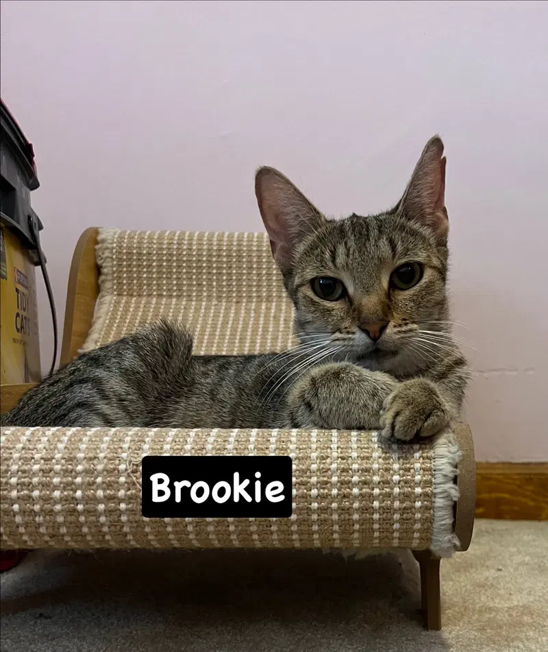Brookie, photo 2