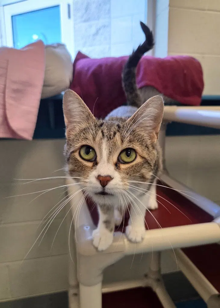 Ash, a young female cat up for adoption