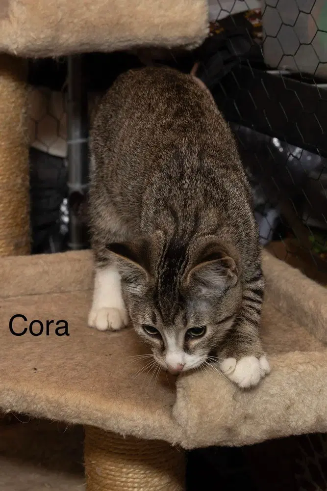 Kitten, a female kitten up for adoption