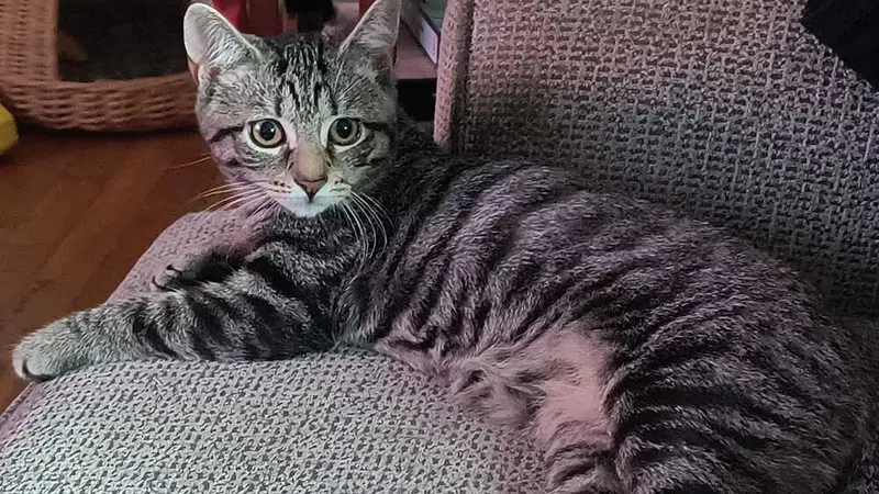 Dot, a female kitten up for adoption