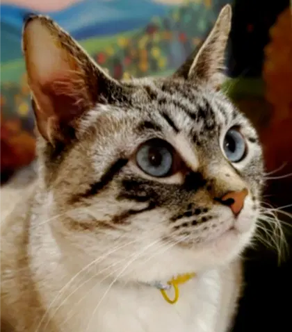 Emmy, an adult female Siamese cat up for adoption