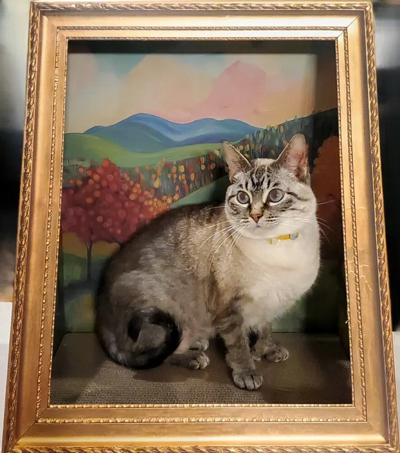 Emmy, photo 4