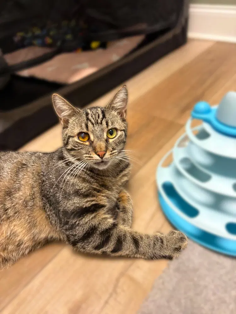 Rooster, a male kitten up for adoption