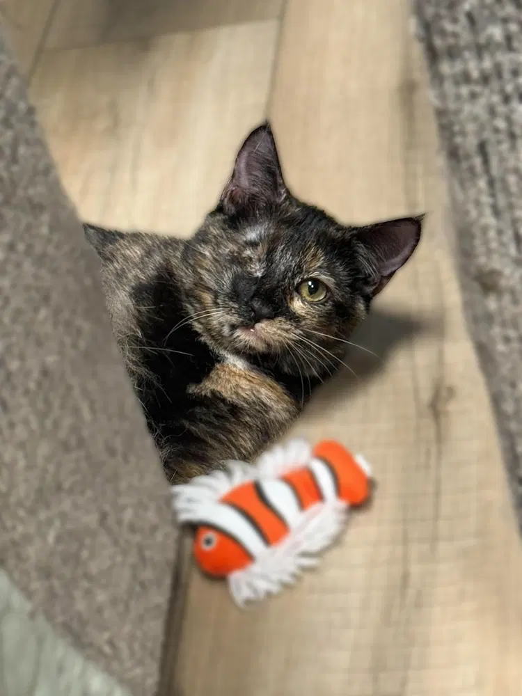 Birdie, a female kitten up for adoption