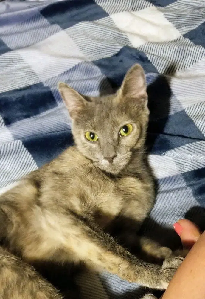 Freya cat, photo 2