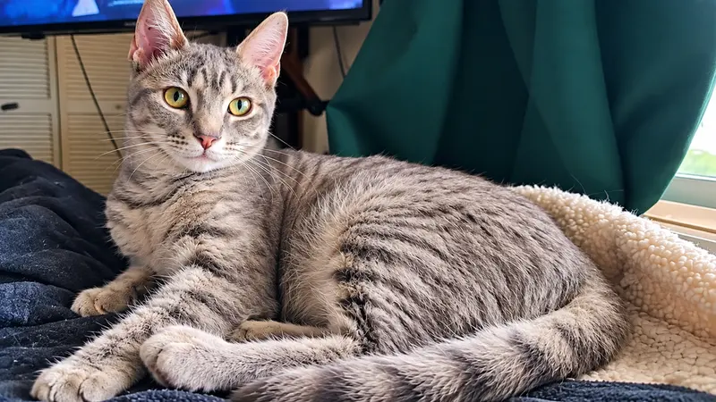 Morty, a young male cat up for adoption