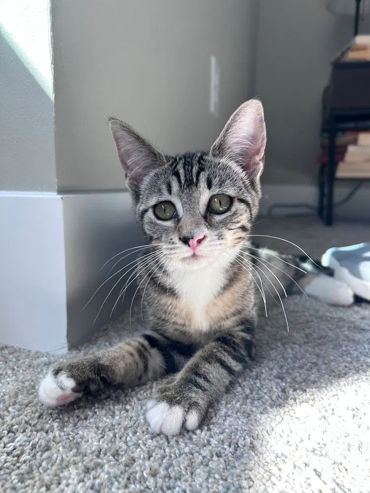 Clarissa, a female kitten up for adoption