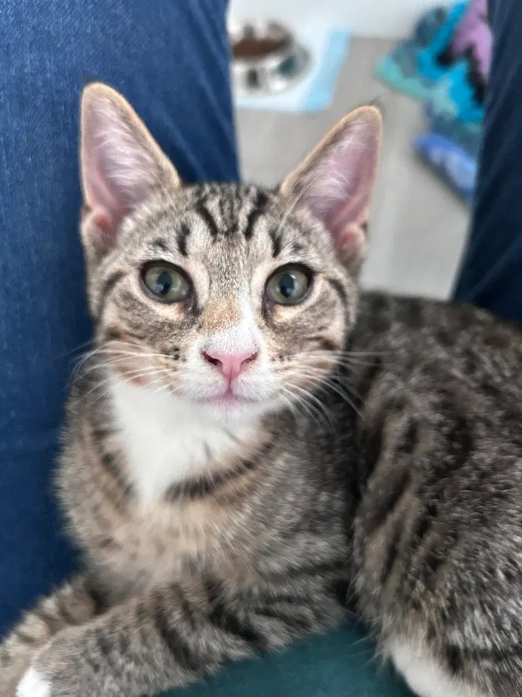 Kel, a male kitten up for adoption
