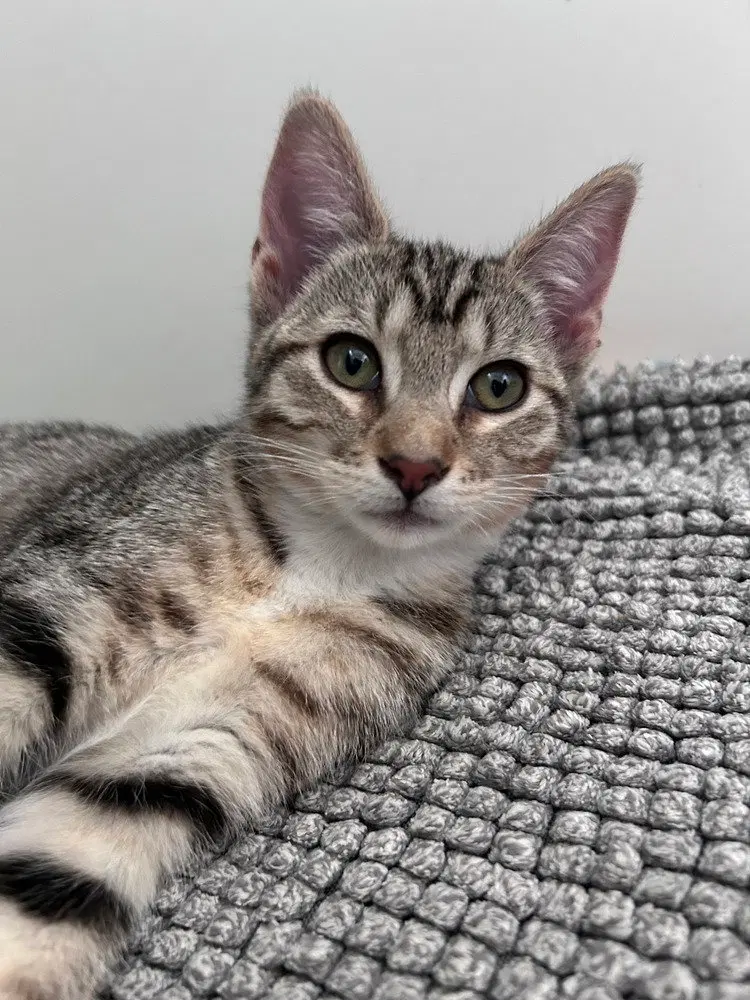 Topanga, a female kitten up for adoption
