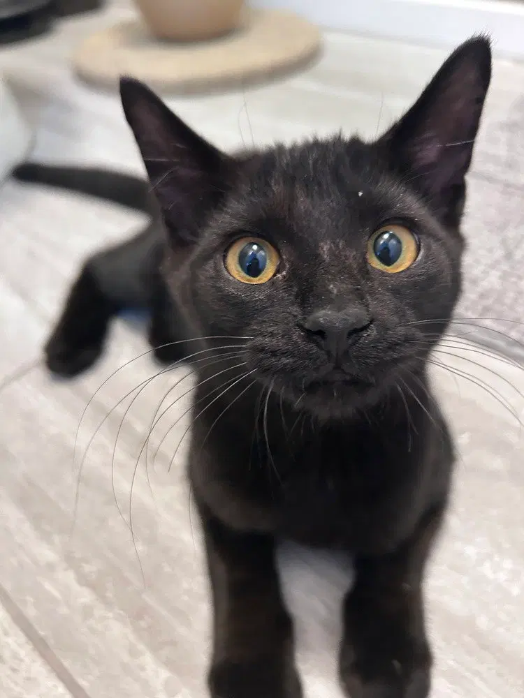 Darius, a male kitten up for adoption