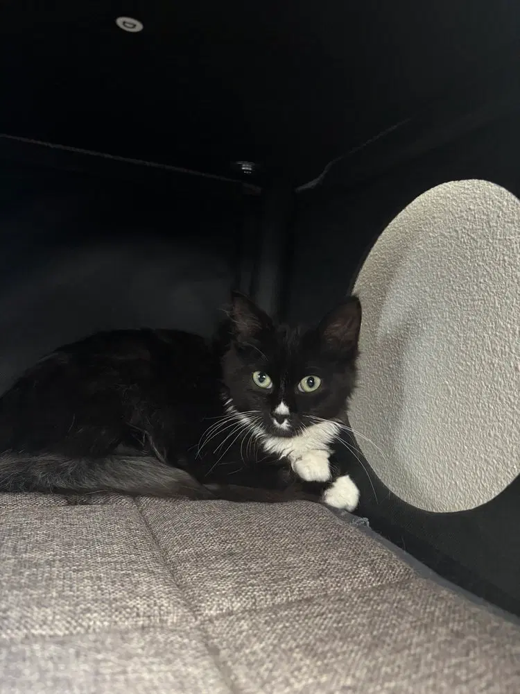 Little Giant, a female kitten up for adoption