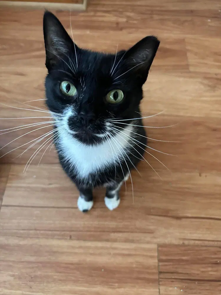 Berlioz, an adult male cat up for adoption
