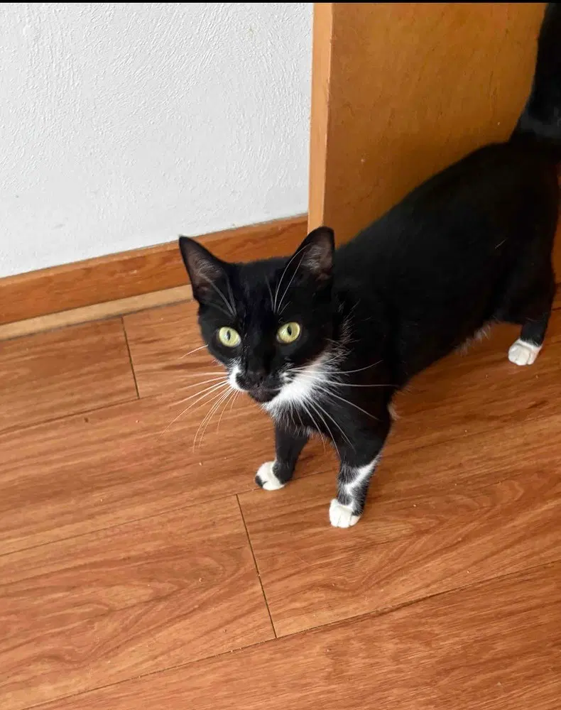 Berlioz, photo 2