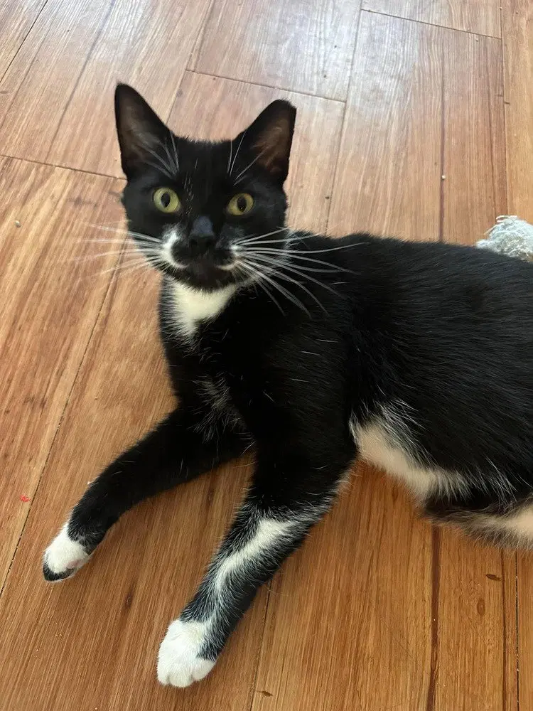 Berlioz, photo 3