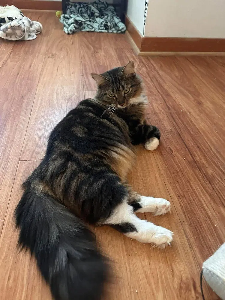 Marie, a female cat up for adoption