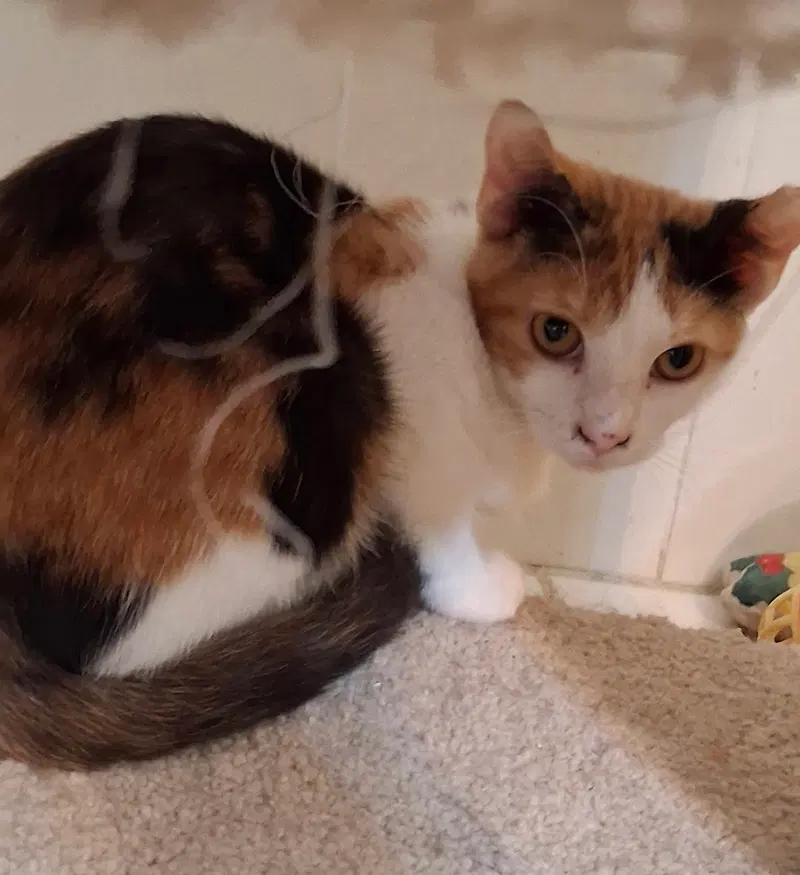 Scrappy, a female kitten up for adoption