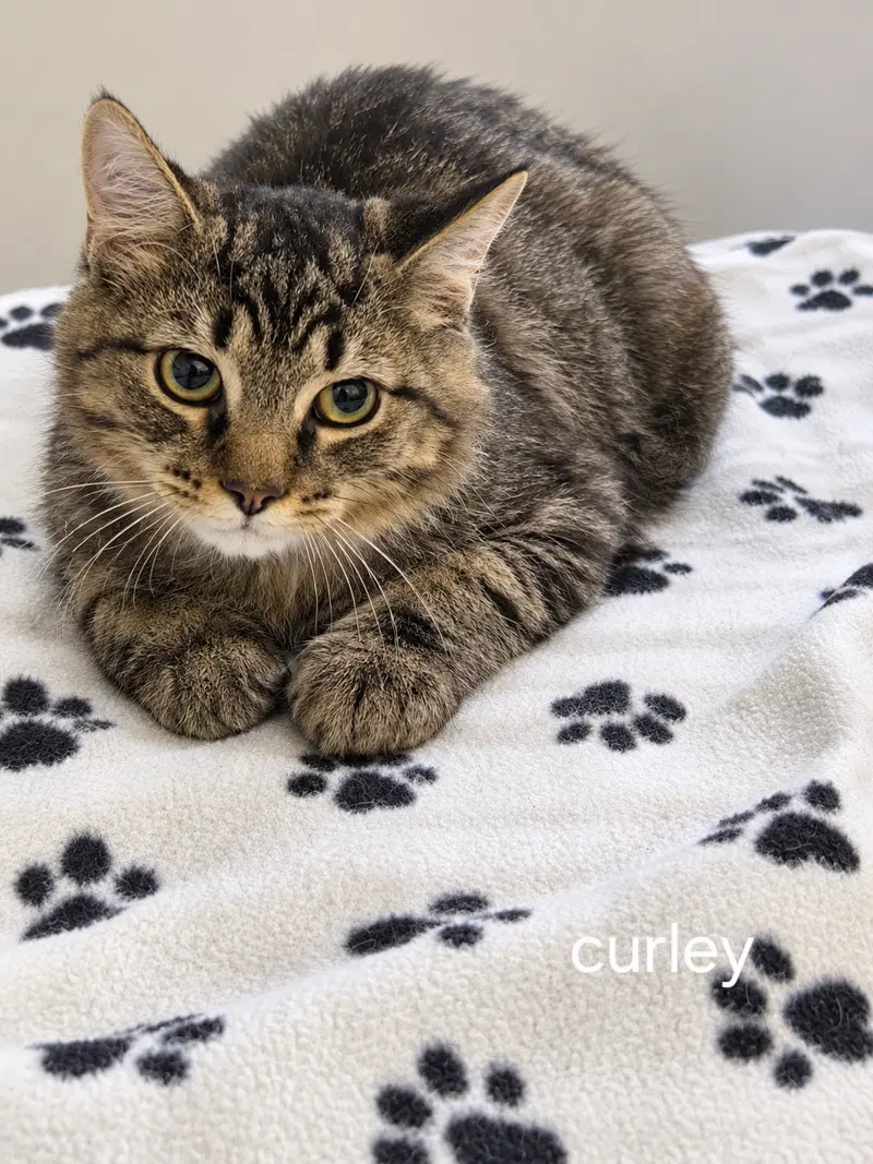 Curly, photo 2