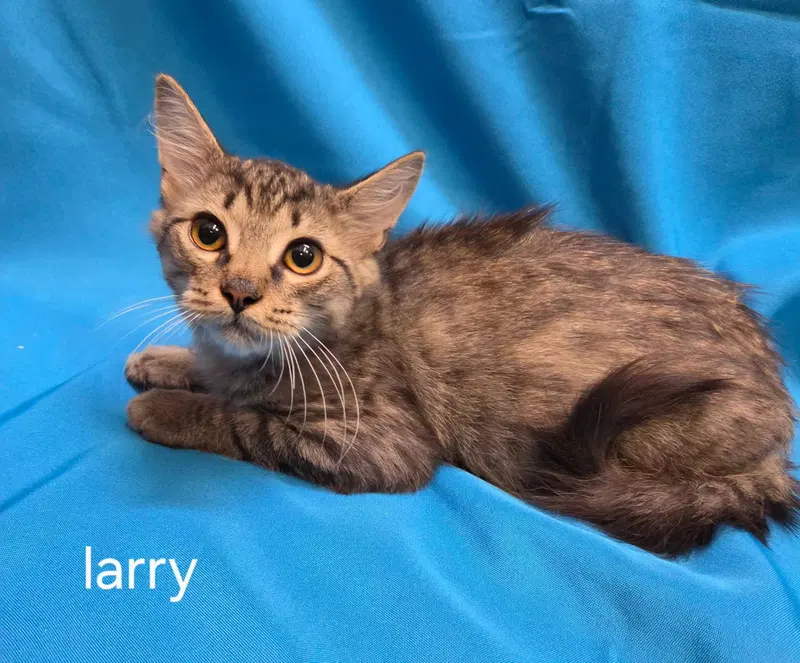 Larry, photo 2