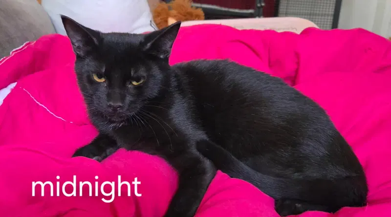 Midnight, a female kitten up for adoption