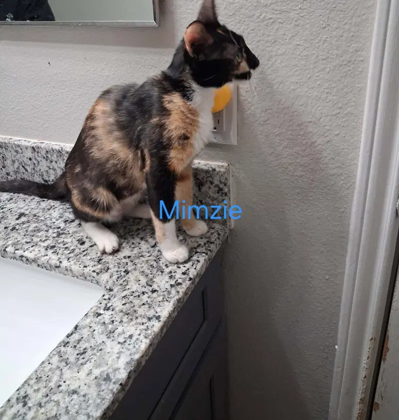 Mimsy, a young female Calico cat up for adoption