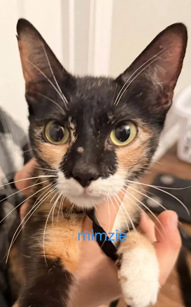 Mimsy, photo 3