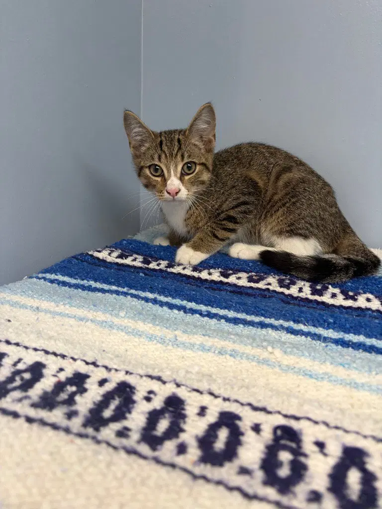 Koi, a male kitten up for adoption