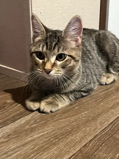 Watch the video of Nori