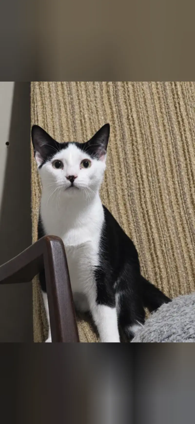 Kai, a male kitten up for adoption