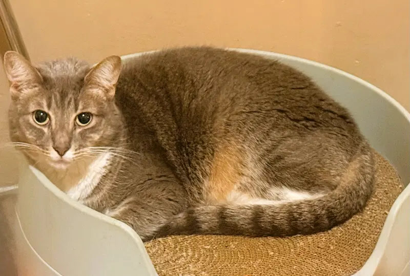 Sylvie, an adult female cat up for adoption