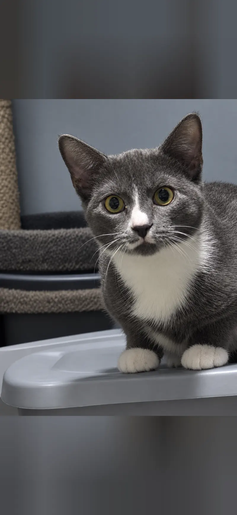 Luna, a female kitten up for adoption