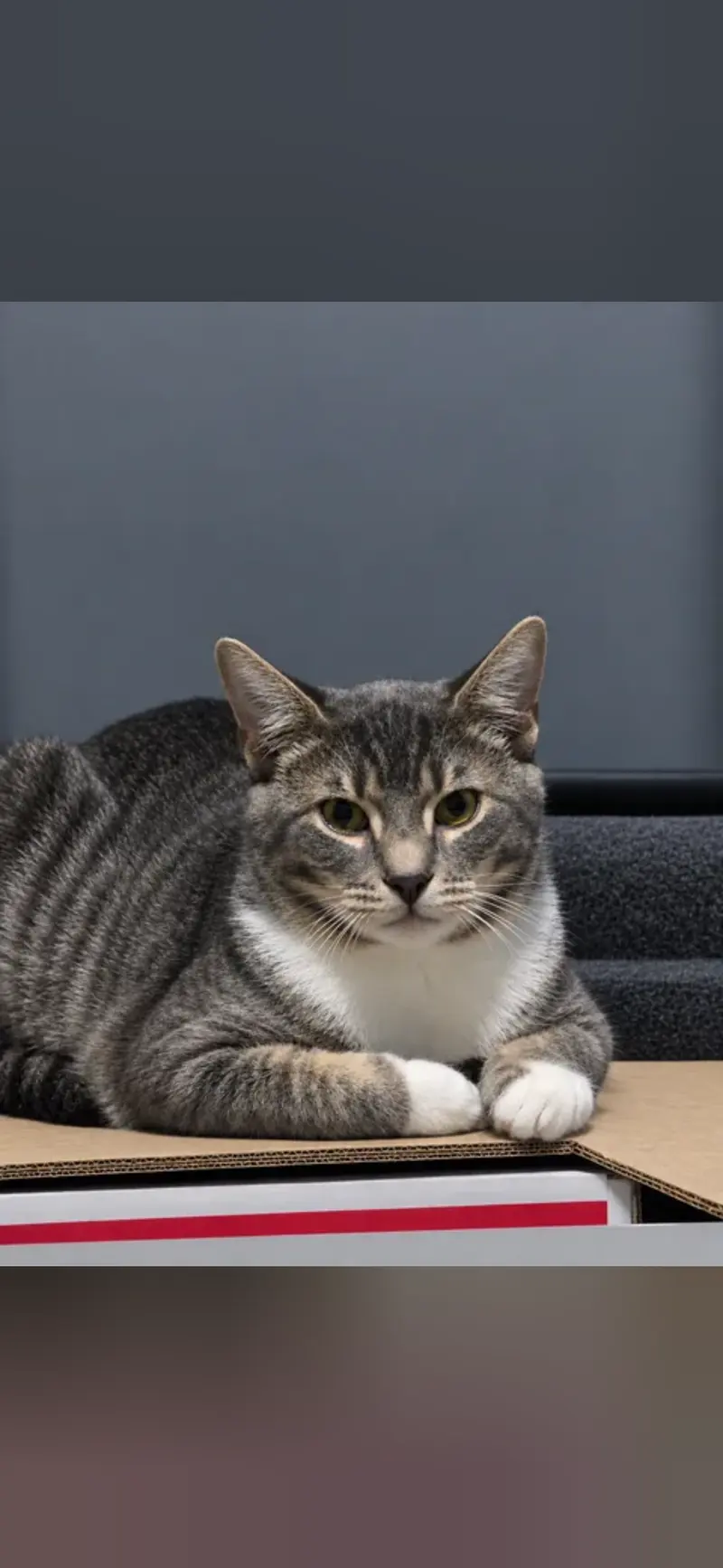 Ziggy, a male kitten up for adoption