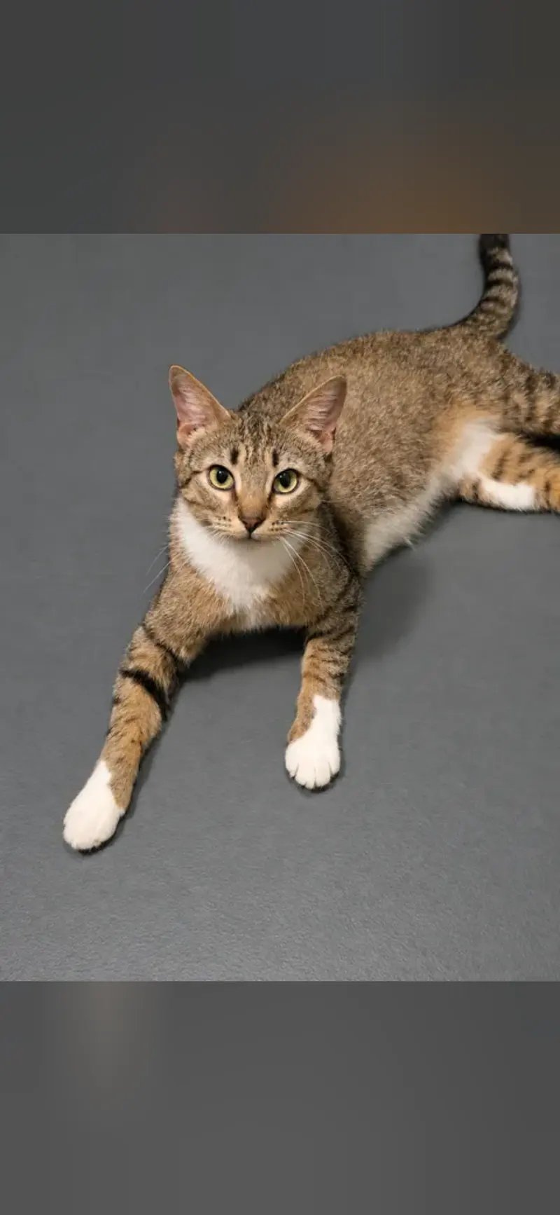 Hazel, an adult female cat up for adoption